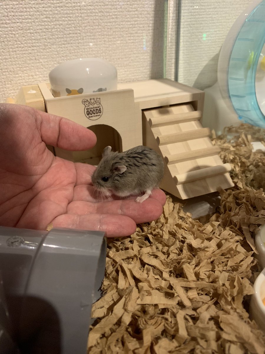 手乗りハムスター