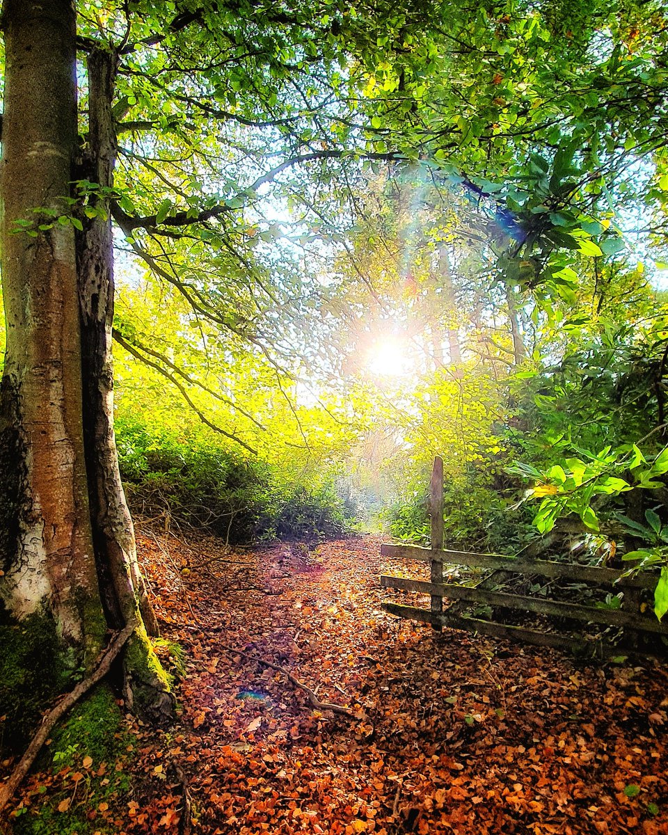 UrbanMyth3's tweet photo. @WildlifeTrusts Happy #Earthday everyone! I took this pic in my favorite place the forest....❤ #Perthshire #amaturephotographer #Scotland https://t.co/ODu6cR7ijD