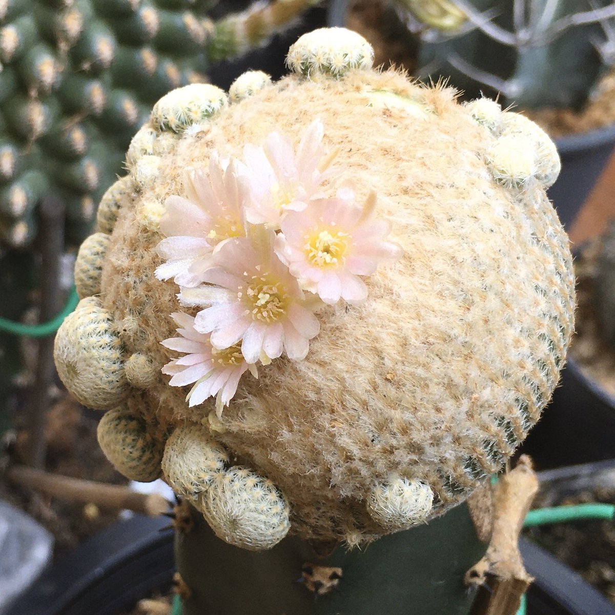 primetimezone1's tweet photo. #cactus #turbinicarpus #epilanthabokei cristata https://t.co/p7UNPjvRU9