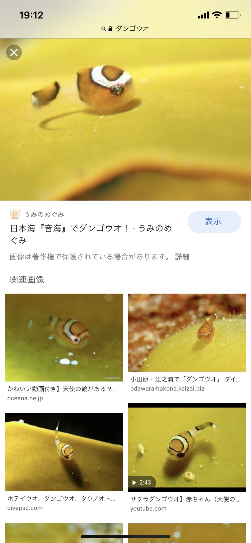 O Xrhsths さかな芸人ハットリ Sto Twitter Kusuri Ore ダンゴウオという魚の仲間です ダンゴウオも可愛い し 近い仲間にコンペイトウって種類もいるんです みんな可愛いですよ Twitter