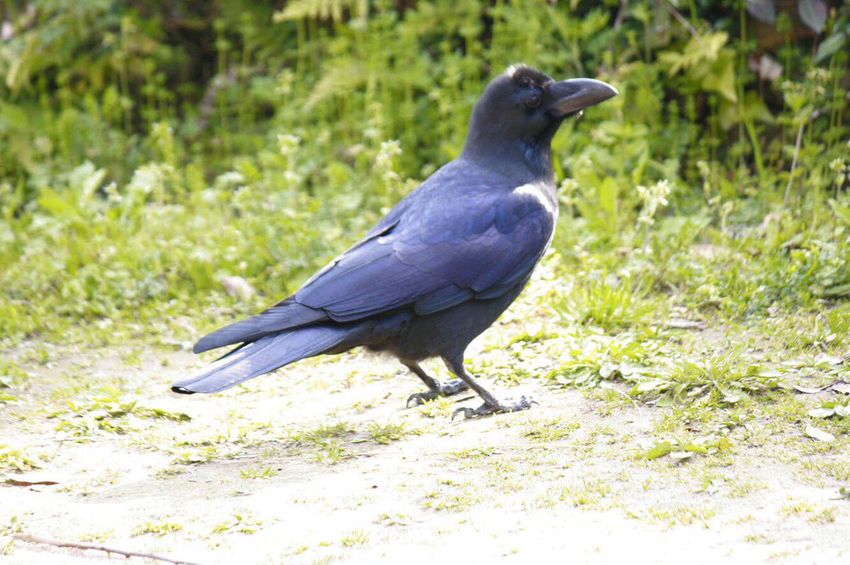 ট ইট র カラカラカラス 山中で見かけたカラスさん ちょこんと佇んでいます 崖の上が気になるのか キョロキョロしています 見上げては遠くを見つめ 見上げては何か考える様な仕草 どんな事を考えているのでしょう 青みがかった瑠璃色の翼が綺麗です