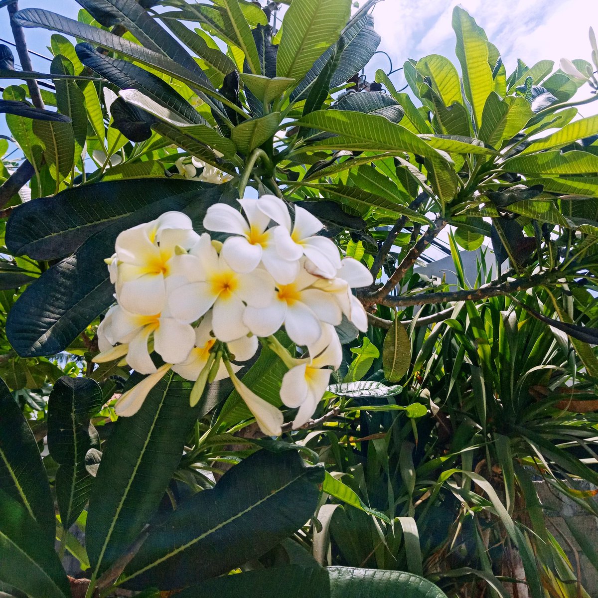 バリ王 バリ島を代表する花 フランジパニ プルメリア やジュプンとも呼ばれていて 白だけでなく ピンクや黄色など種類があります 色鮮やかな南国の花は 気分があがりますね バリ島