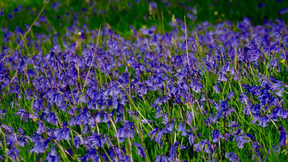 BathSpaUni's tweet photo. Happy #earthday🌎! Bluebells are flourishing at Newton Park this week, and 797 people have signed our climate pledge so far (more than 50% are our amazing, climate-aware students). Make #BathSpaProud today. Sign the #BathSpaClimatePledge

https://t.co/x0E33agEvP https://t.co/uKQDNQRFOm