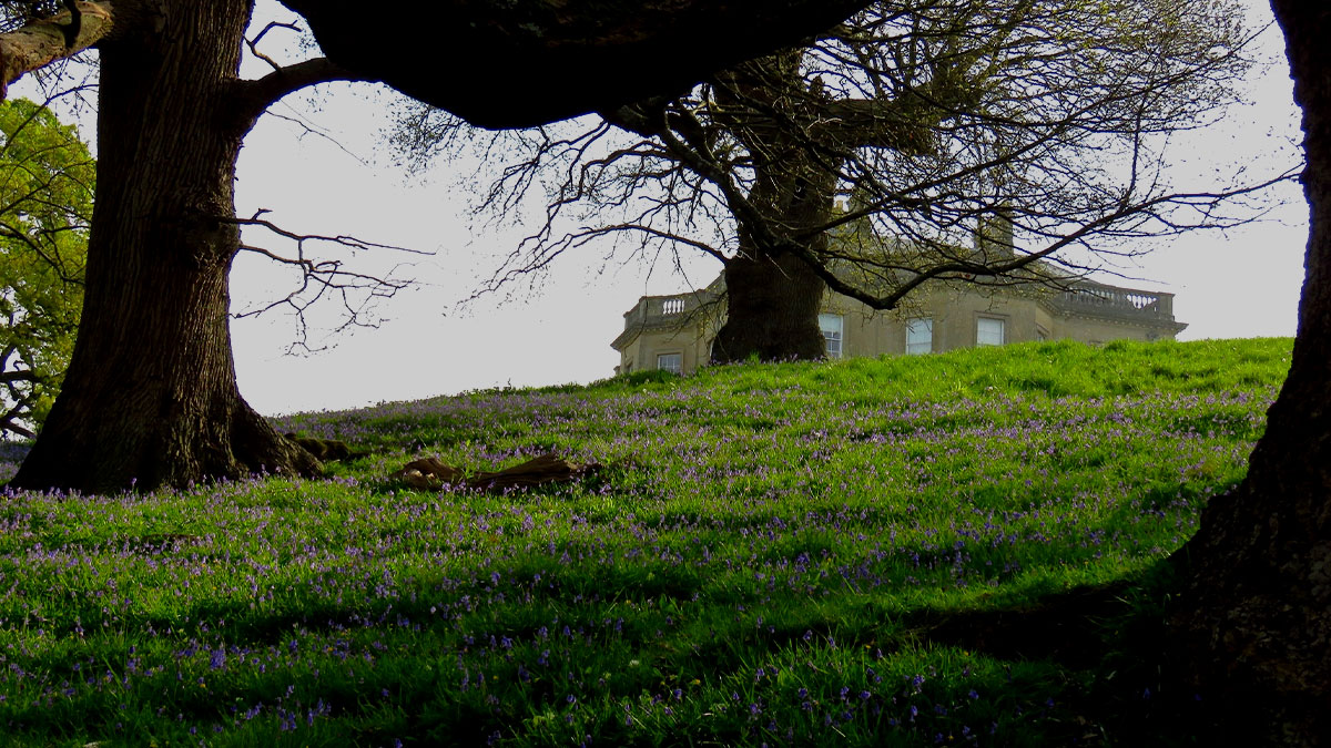 BathSpaUni's tweet photo. Happy #earthday🌎! Bluebells are flourishing at Newton Park this week, and 797 people have signed our climate pledge so far (more than 50% are our amazing, climate-aware students). Make #BathSpaProud today. Sign the #BathSpaClimatePledge

https://t.co/x0E33agEvP https://t.co/uKQDNQRFOm