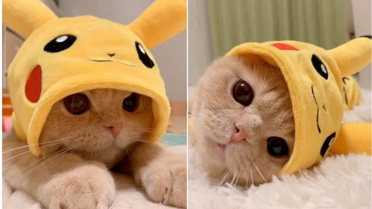 cats #cute cat #fyp #funny cat #funny #fyppppppppp