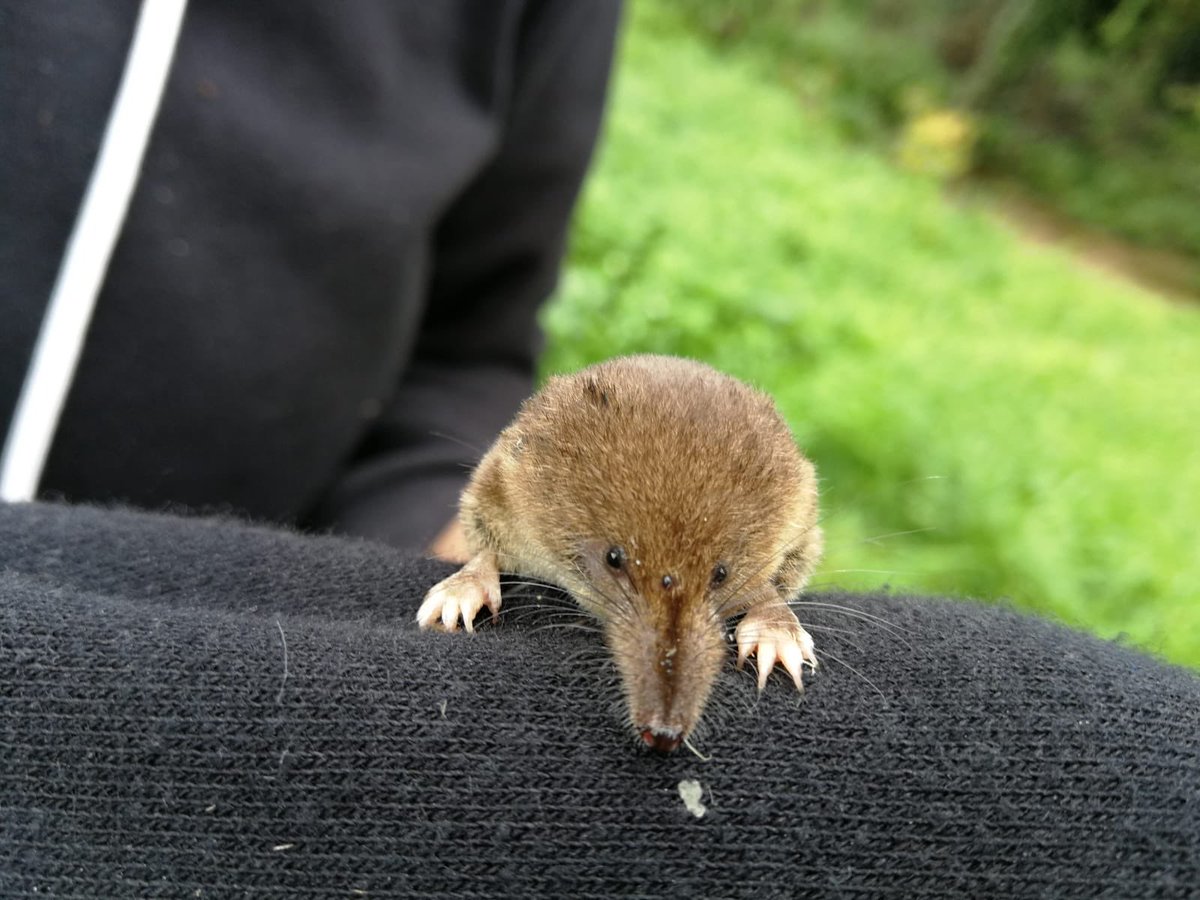New  @RSocPublishing science today! Red-toothed shrews don't make any sense <again>, and their metabolisms don't change much over a 30 degree temp range -- it's all about their shrinking body size. A thread. https://royalsocietypublishing.org/doi/10.1098/rsos.191989