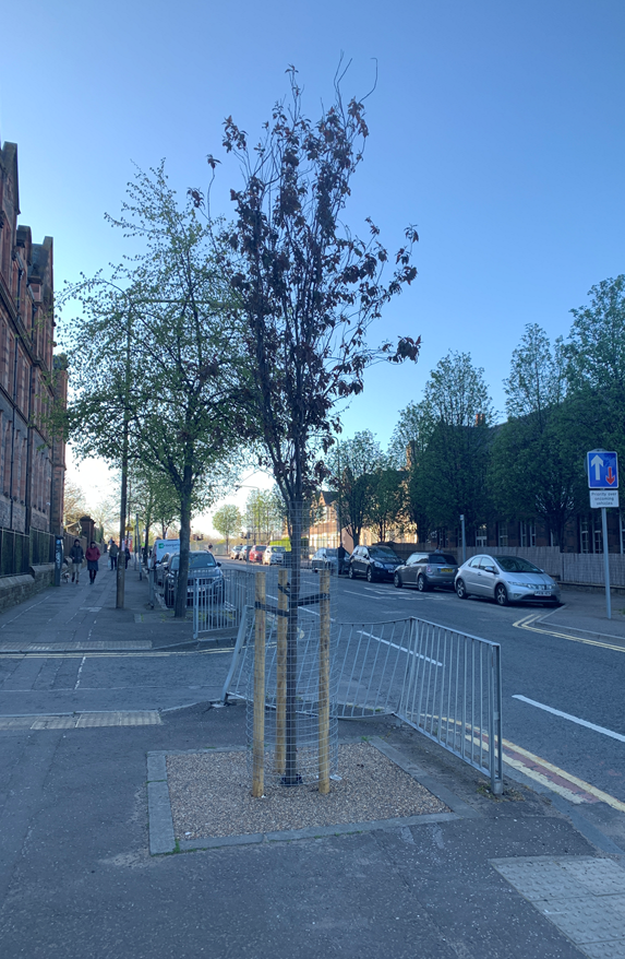 Some of Edinburgh's lovely new street trees are looking quite thirsty. They can't go to the pub either, so if you could give them a drink that would be great. Some cool clean tap water, will keep them alive in this dry weather. Thank you   #TreesOfEdinburgh