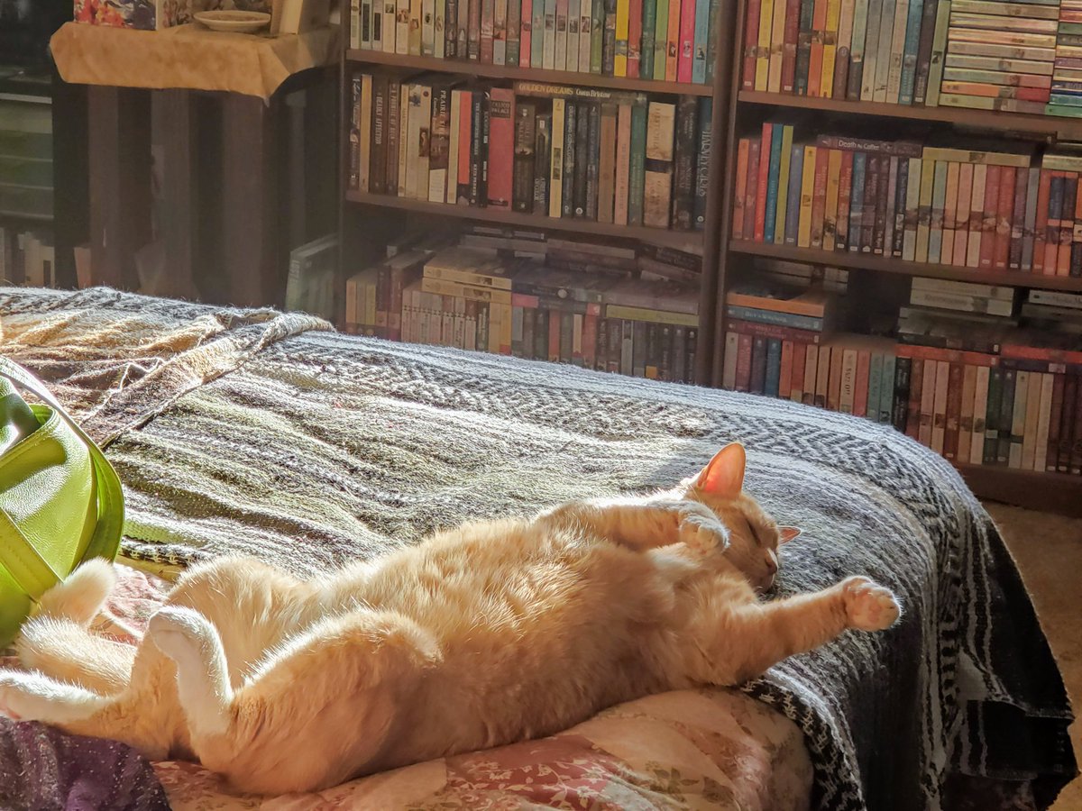 Kimberly_E_Cox's tweet photo. My cat BB8 is apparently not stressed at all about the ongoing world crisis. (Ssshhh... She hasn't heard about the tigers.) #relax #thistooshallpass #sunnyday #notstressing #cats #challenges #WritingCommunity #napsaregood #TakeTimeToChill #priorities https://t.co/UtFamRE7Zx