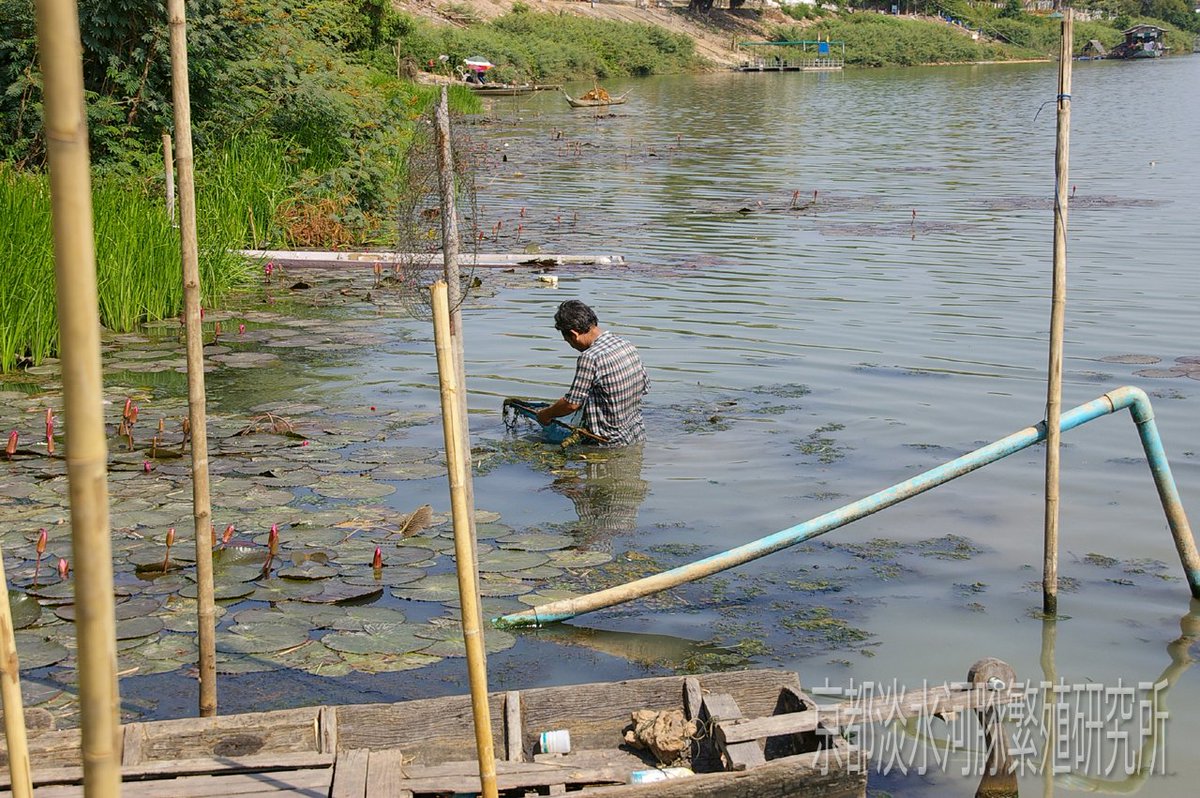 京都淡水フグ繁殖研究所 メコン川流域に生息している淡水フグの水質は 出来るだけサンゴ砂とかを底砂やろ材に使って Ph7 0以下に落とさないであげて欲しい こんな泥だらけの沼みたいなところでもph7 5くらいあります