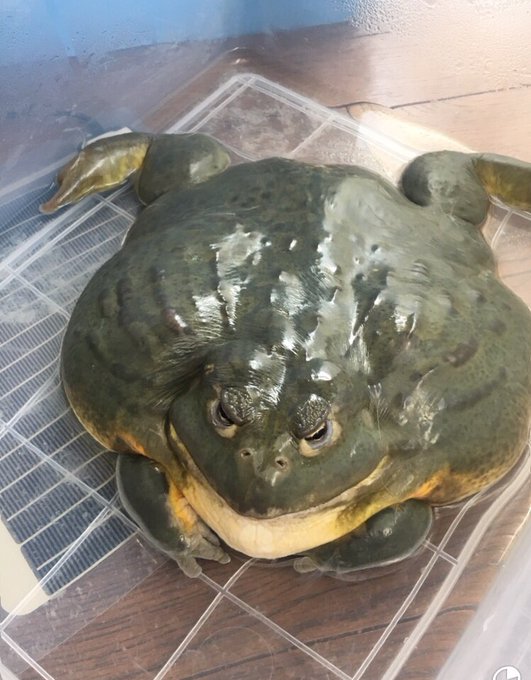 ウシガエルのtwitterイラスト検索結果 古い順