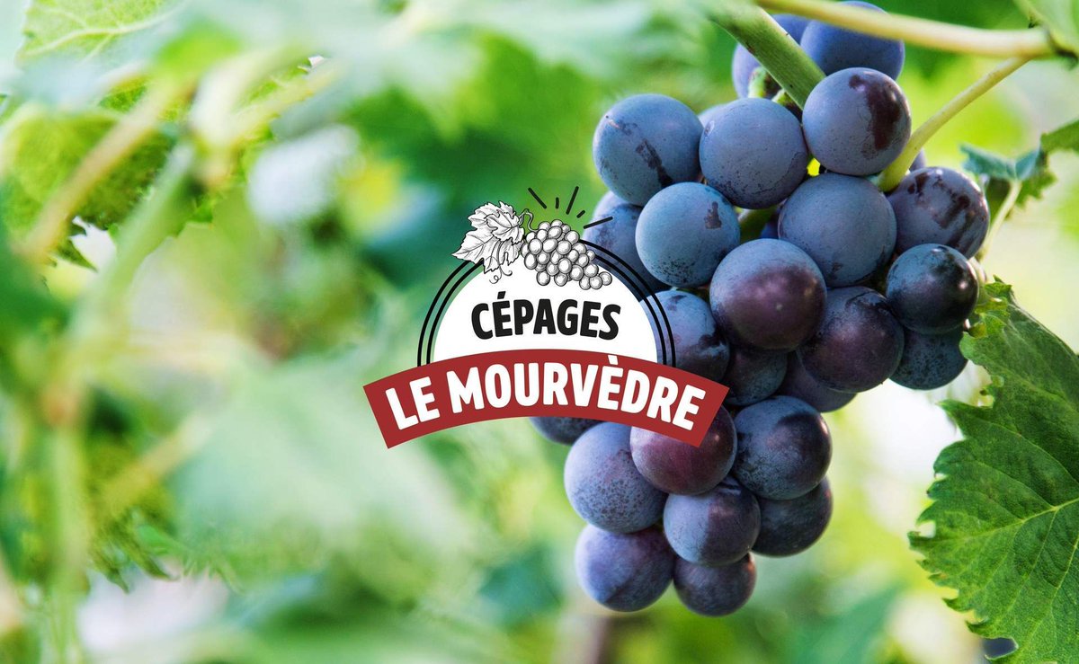 beauxvins's tweet photo. 4️⃣ [#Oenologie] : Focus cépage : le Mourvèdre

✳️ https://t.co/TtNE8cHXjN 
#WineMorning 🍷⚡

🔗 @toutlevin @lawineista #winelover #wine #winetasting #vin #cepage #mourvedre @beauxvins #BeauxVins https://t.co/cz5iIA0sav