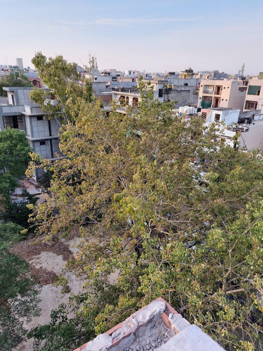 Garima_Garg_'s tweet photo. The healing power of our Mother Earth has been miraculous.
#EarthDay2020
#EarthDay
#WorldEarthDay #EarthDayAtHome #EarthDay50
These are the stages of a tree's growth over the last 15 days or so. I have noticed it being faster than before.
#MyCompilation https://t.co/PIfc1UyEJ0