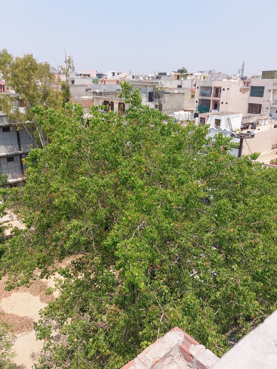 Garima_Garg_'s tweet photo. The healing power of our Mother Earth has been miraculous.
#EarthDay2020
#EarthDay
#WorldEarthDay #EarthDayAtHome #EarthDay50
These are the stages of a tree's growth over the last 15 days or so. I have noticed it being faster than before.
#MyCompilation https://t.co/PIfc1UyEJ0
