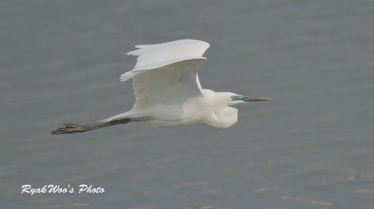 rb_merganser's tweet photo. 同じく昨年の今。ダイサギさん、婚姻色。
#GreatEgret April 2019.
#BreedingColor https://t.co/dUcmqWsoGh