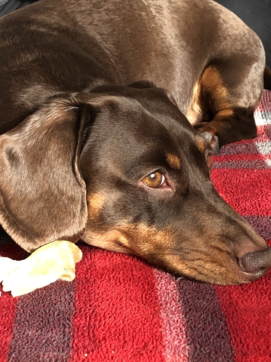 caffs2010's tweet photo. This is my beautiful boy Koji, he’s 3 years old. #TheKennelClubUKOnlineDogShow https://t.co/SHSIil5IAe