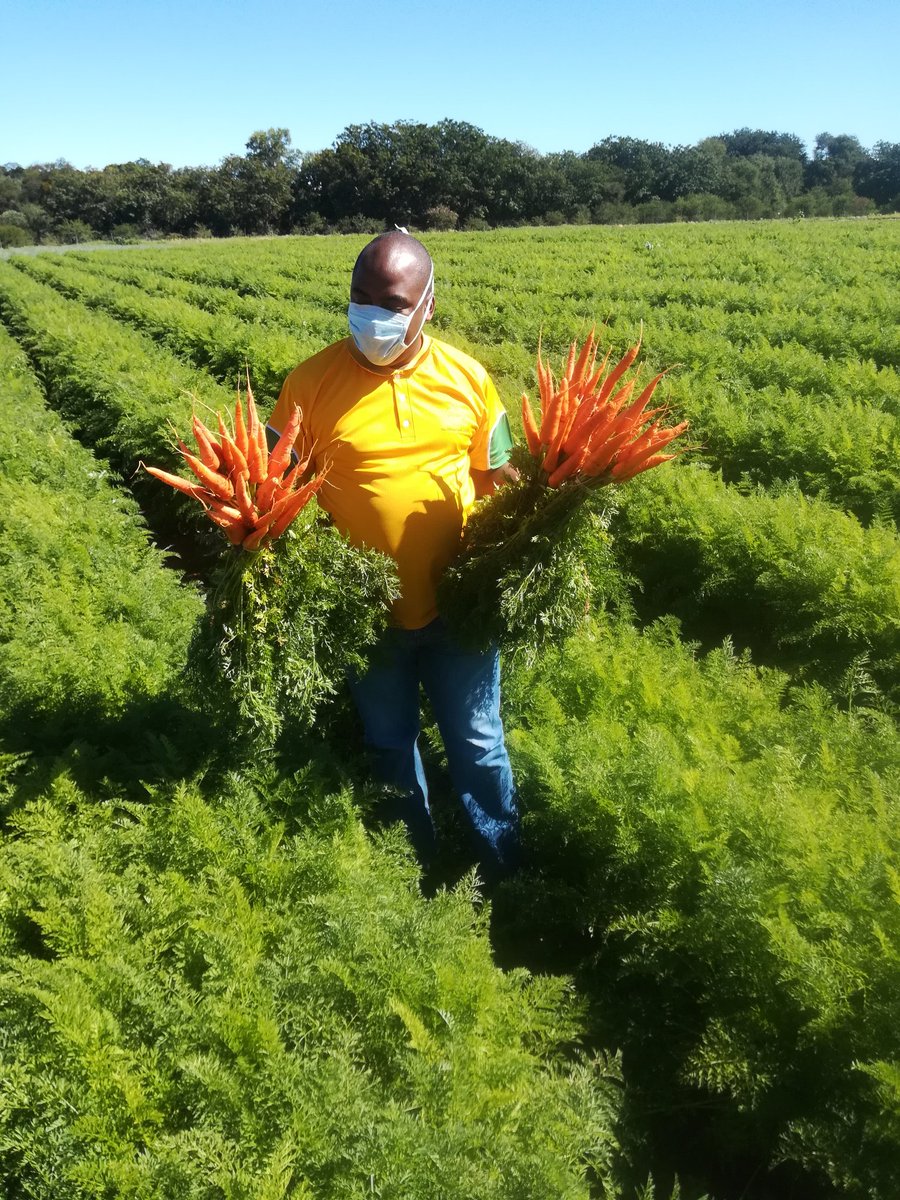 mutota_silas's tweet photo. Your choice of seed is key on carrot production.Carrot Hekla F1(winter &amp; summer planting)from Prime Seedco will give you a desirable length,deep orange color &amp;sweetness.Importing carrots to sell in our supermarkets if we have the right varieties to produce it ourselves is a No No https://t.co/9PpDtrA90O