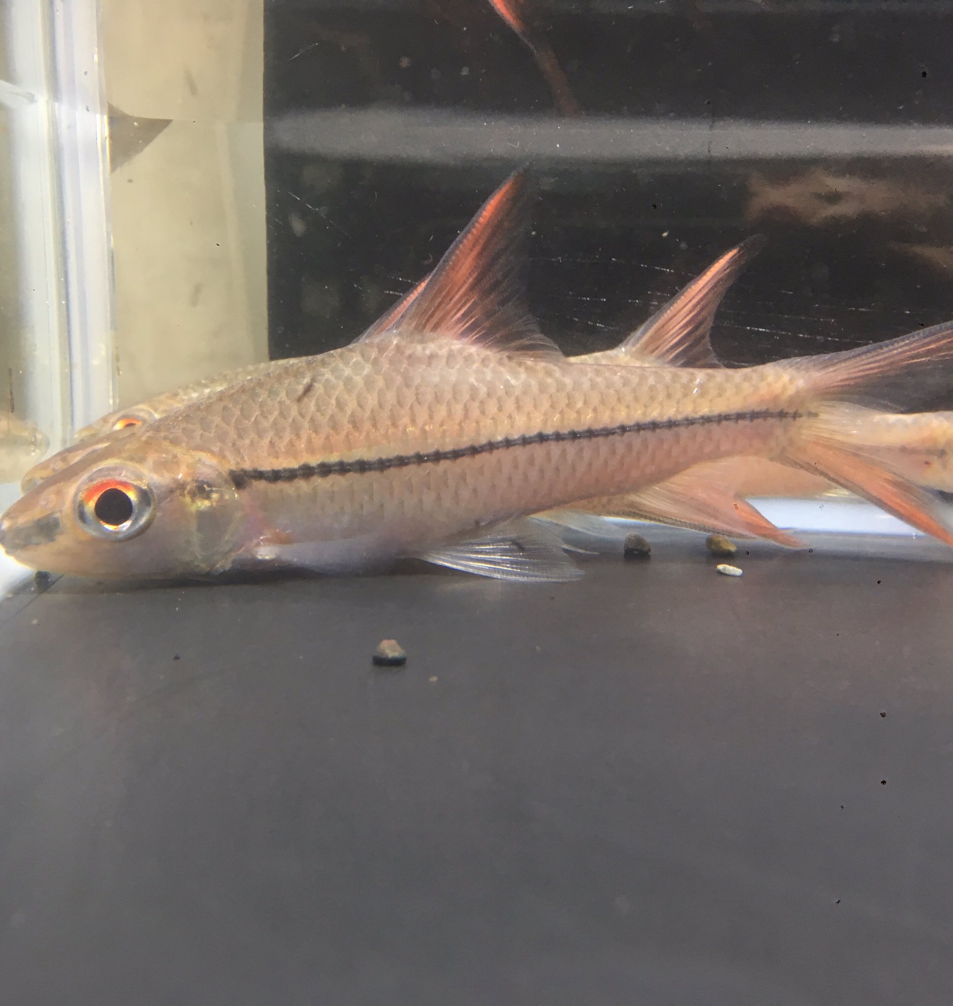 Uzivatel 小さな熱帯魚の店 レインボー 小虹 の人たち Na Twitteru サーベルシャークバルブ ボルネオ島原産の珍バルブです 大人しく混泳もさせやすいです ワイルド中型バルブとしては価格もお手頃です カッコイイ 熱帯魚 バルブ ボルネオ サーベルシャーク Uzivatel 小さな熱帯魚の店 レインボー 小虹 の人たち Na Twitteru サーベルシャークバルブ ボルネオ島原産の珍バルブです 大人しく混泳もさせやすいです ワイルド中型バルブとしては価格もお手頃です カッコイイ 熱帯魚 バルブ ボルネオ サーベルシャーク