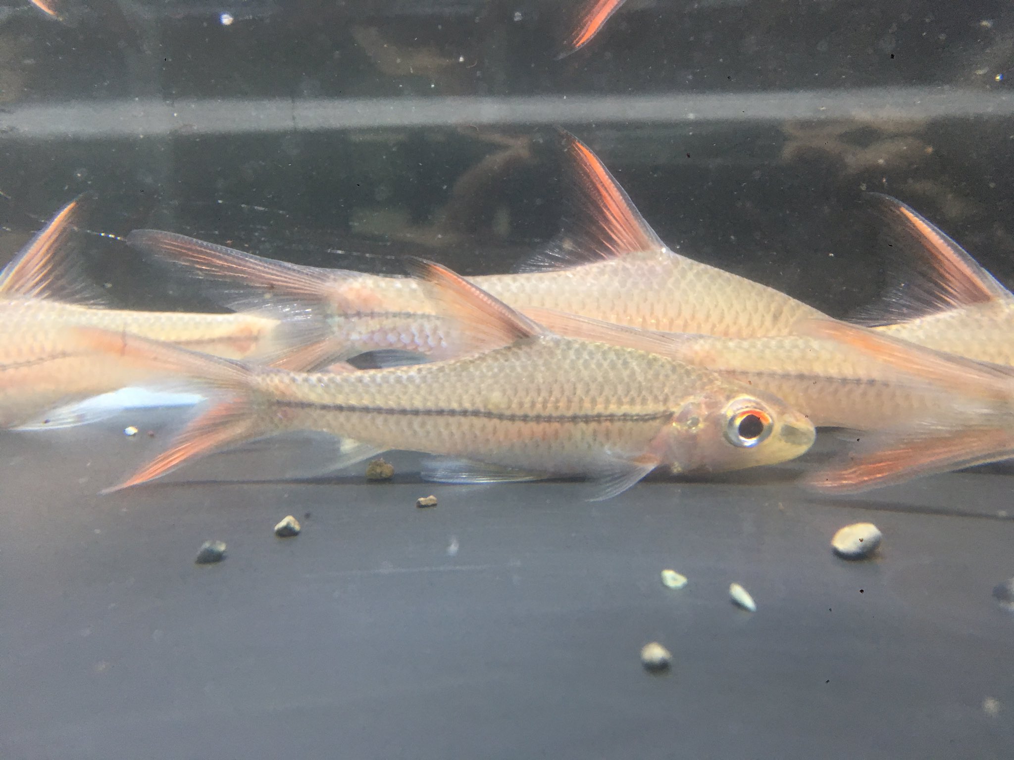 Uzivatel 小さな熱帯魚の店 レインボー 小虹 の人たち Na Twitteru サーベルシャークバルブ ボルネオ島原産の珍バルブです 大人しく混泳もさせやすいです ワイルド中型バルブとしては価格もお手頃です カッコイイ 熱帯魚 バルブ ボルネオ サーベルシャーク Uzivatel 小さな熱帯魚の店 レインボー 小虹 の人たち Na Twitteru サーベルシャークバルブ ボルネオ島原産の珍バルブです 大人しく混泳もさせやすいです ワイルド中型バルブとしては価格もお手頃です カッコイイ 熱帯魚 バルブ ボルネオ サーベルシャーク