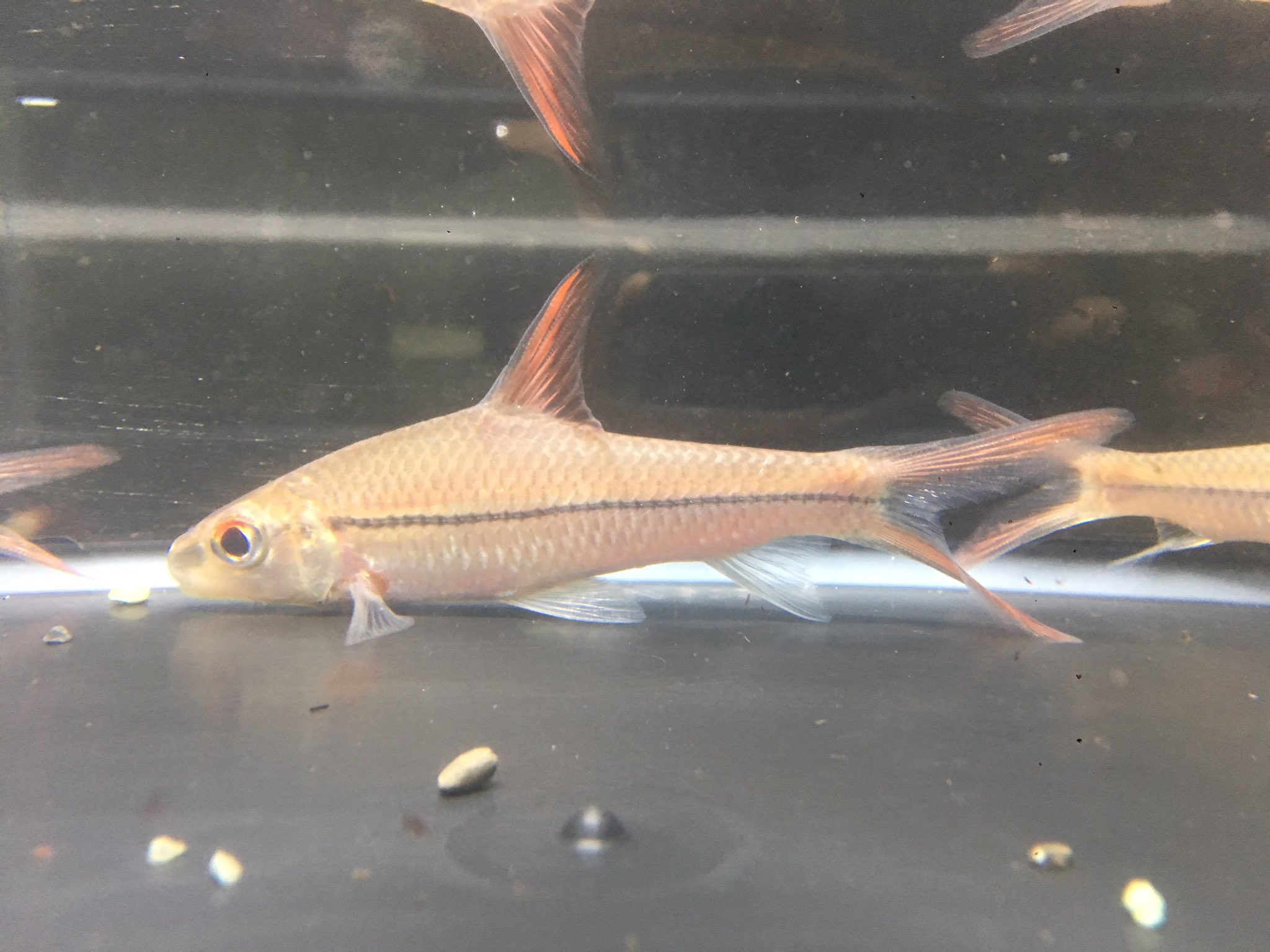 Uzivatel 小さな熱帯魚の店 レインボー 小虹 の人たち Na Twitteru サーベルシャークバルブ ボルネオ島原産の珍バルブです 大人しく混泳もさせやすいです ワイルド中型バルブとしては価格もお手頃です カッコイイ 熱帯魚 バルブ ボルネオ サーベルシャーク Uzivatel 小さな熱帯魚の店 レインボー 小虹 の人たち Na Twitteru サーベルシャークバルブ ボルネオ島原産の珍バルブです 大人しく混泳もさせやすいです ワイルド中型バルブとしては価格もお手頃です カッコイイ 熱帯魚 バルブ ボルネオ サーベルシャーク