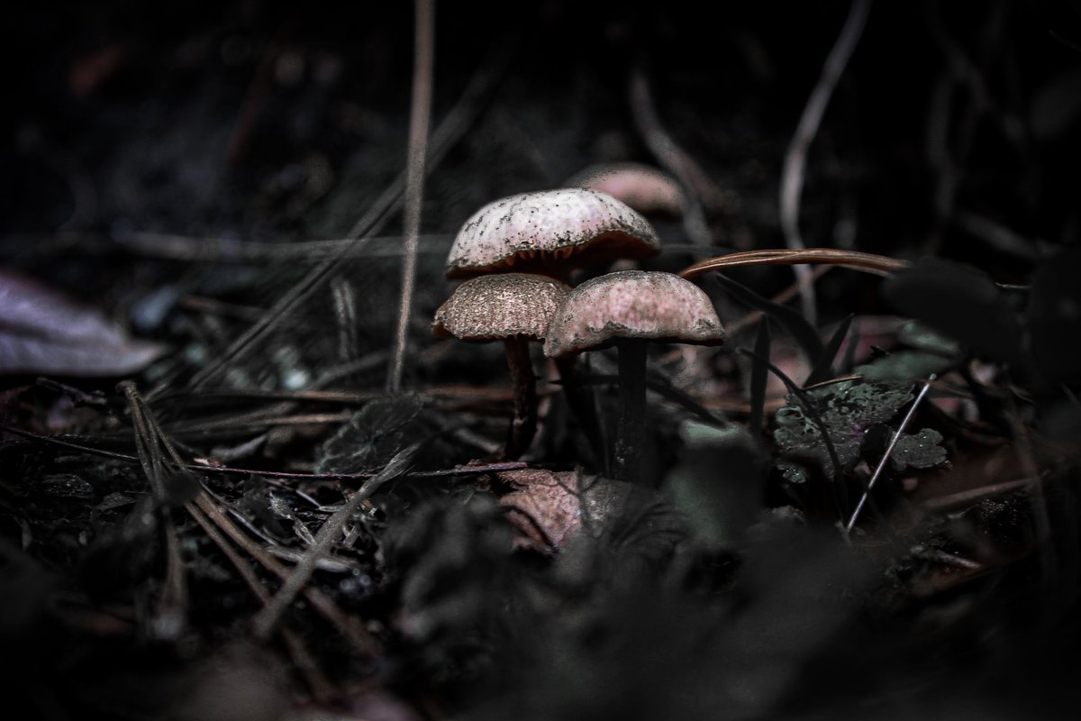 tagorecherry31's tweet photo. “In every walk with nature one receives far more than he seeks.” —John Muir
Happy Earth day 
@OnePlus_IN 
#cherryvlogs https://t.co/Uh9yyVaoX7