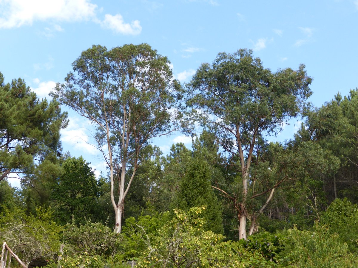  #PhotoDuJour On reste sur des plantes exotiques avec deux Eucalyptus ! Des arbres magnifiques, des forêts agréables et dépaysantes en Europe... Mais on va parler des milieux naturels, des incendies, de la Galice   #ThemePlantesDesJardins  #BotaChezMoi  #PDJ31