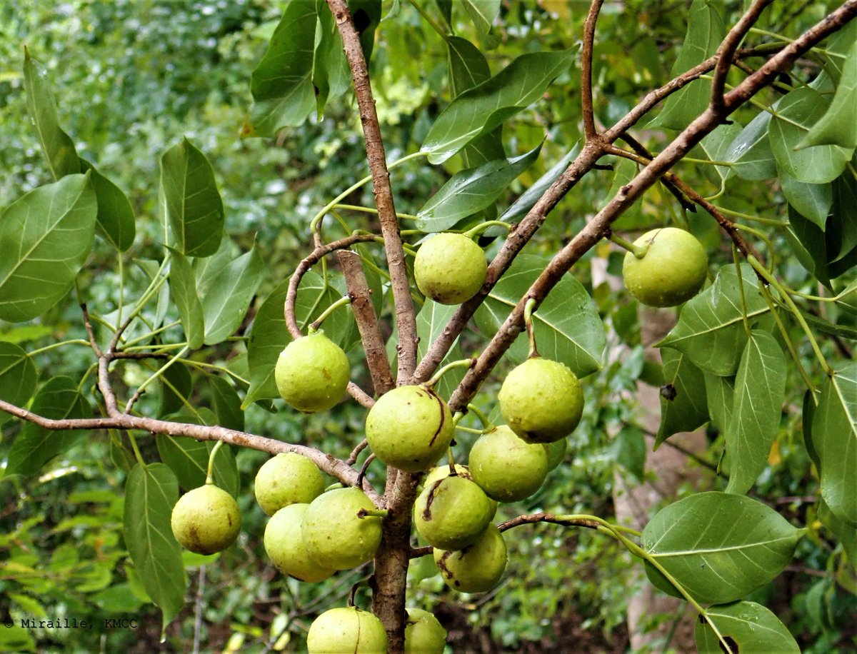 Ficus polita #Moraceae portant le nom vernaculaire « Anganaro », arbre endémique dans le Nord de #Madagascar @TeamKMCC
