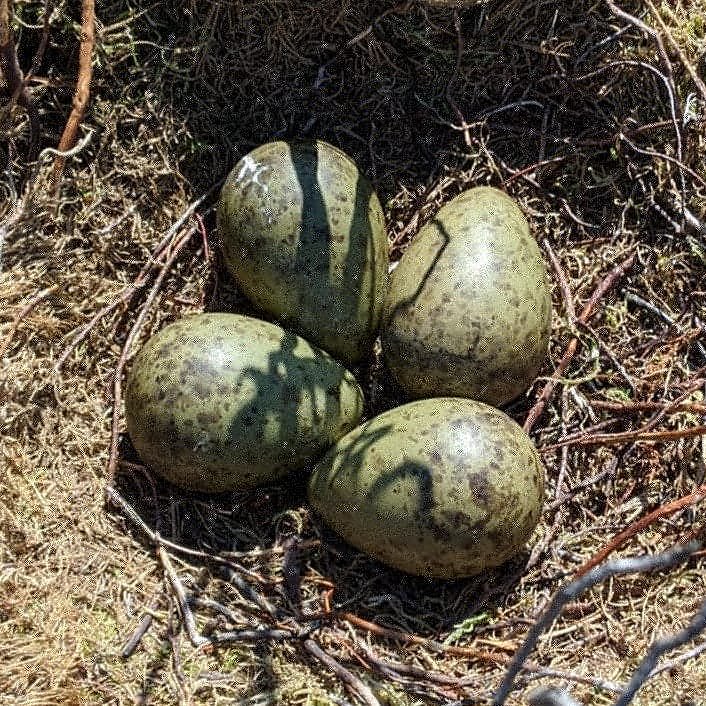 Camoflaged Curlews eggs on Midgley Moor, probably the natural history highlight of my life! <a href="/ChrisGPackham/">Chris Packham</a> just finished your book, reminded me of your egg collection description.