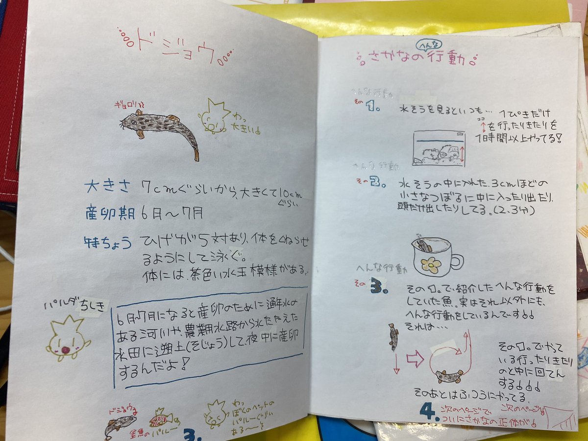 いずも さ 小学生の頃メダカだと思って育ててた魚 絶滅危惧種ib類のホトケドジョウだったっていう ちょっと危ないレポート