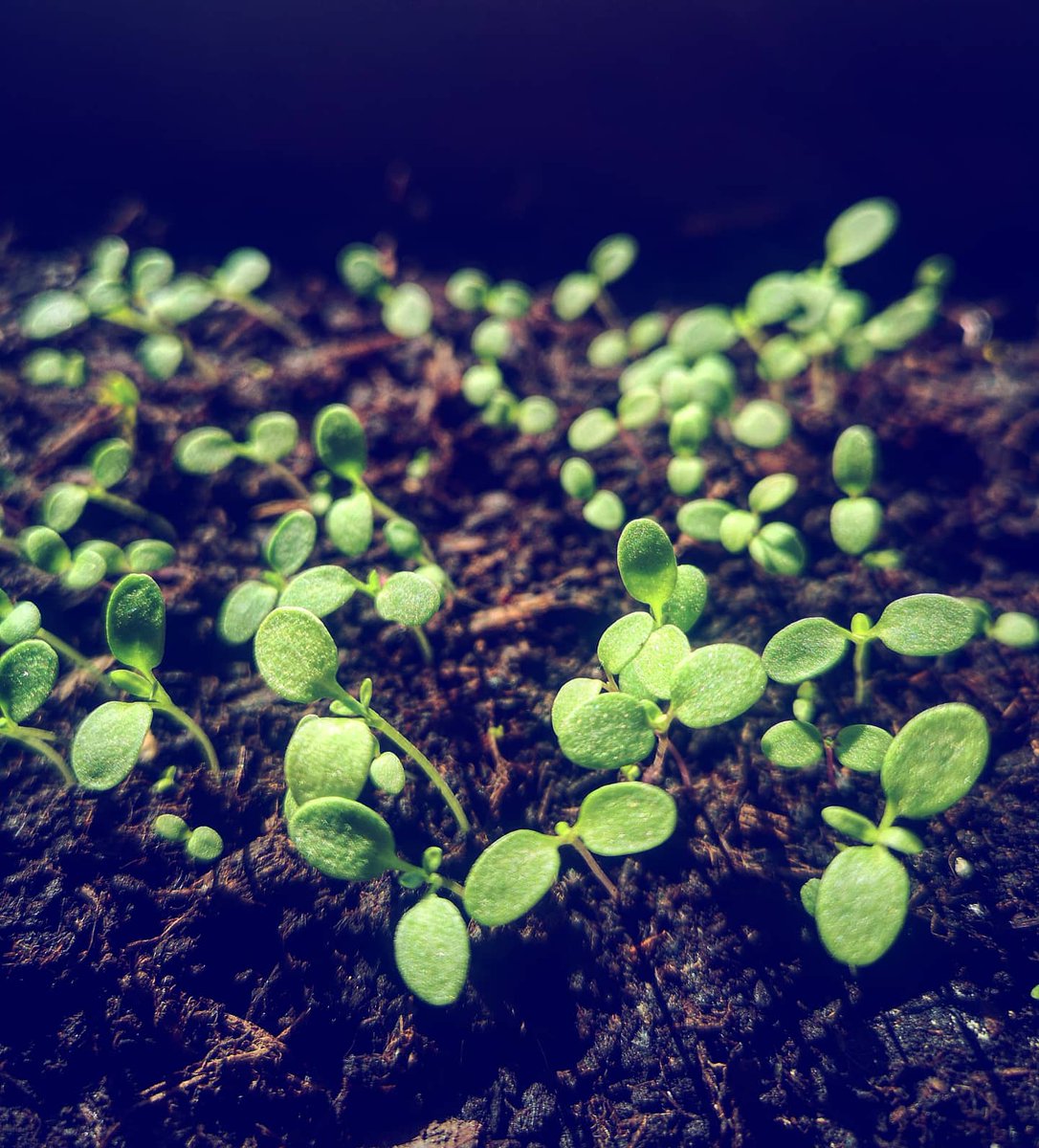 LuciaPlants's tweet photo. First flower of the season with these little ones!! It's been so nice to see them grow from the very beginning ๐ฑ๐ผ Are you growing anything from the seed? Send your pictures๐ฅฐ! #fromtheseed #firstflowersofspring #firstflower #plantsandlucia https://t.co/GStwqpe25n