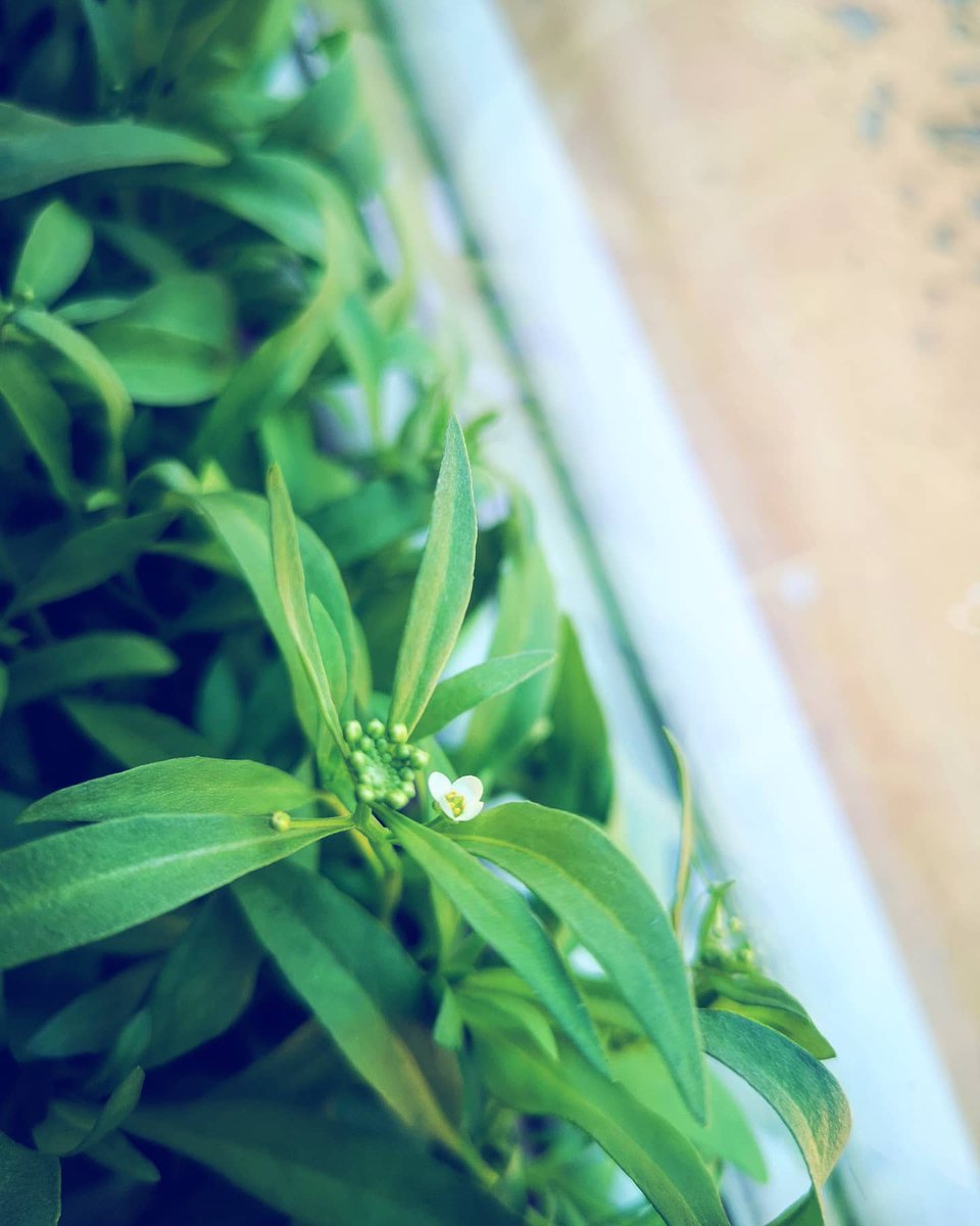LuciaPlants's tweet photo. First flower of the season with these little ones!! It's been so nice to see them grow from the very beginning ๐ฑ๐ผ Are you growing anything from the seed? Send your pictures๐ฅฐ! #fromtheseed #firstflowersofspring #firstflower #plantsandlucia https://t.co/GStwqpe25n