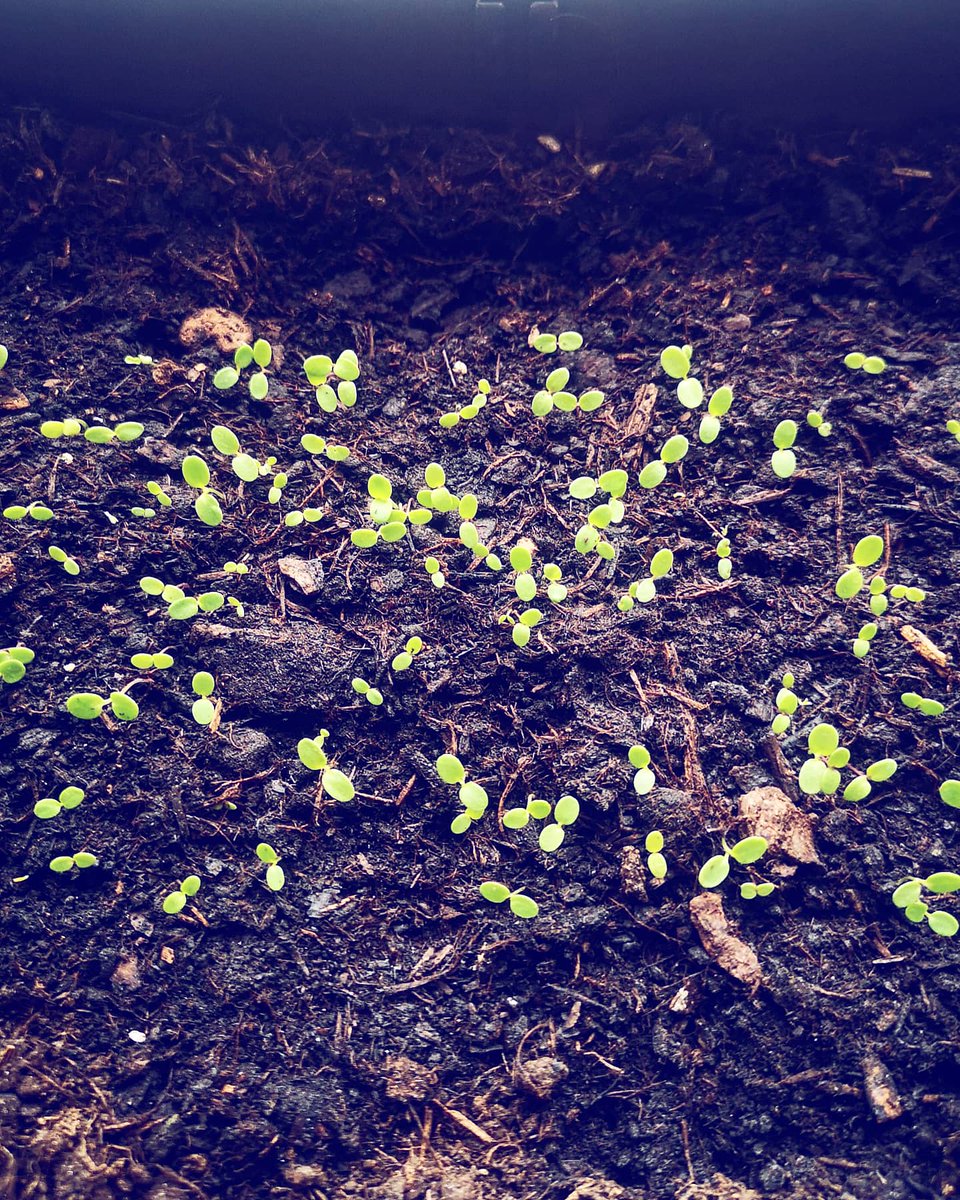 LuciaPlants's tweet photo. First flower of the season with these little ones!! It's been so nice to see them grow from the very beginning ๐ฑ๐ผ Are you growing anything from the seed? Send your pictures๐ฅฐ! #fromtheseed #firstflowersofspring #firstflower #plantsandlucia https://t.co/GStwqpe25n