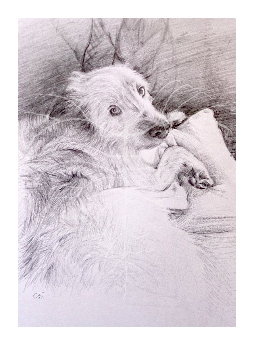 ArtaryDesign's tweet image. #petportrait #dogsoftwitter #dogs #art #BlackAndWhite
