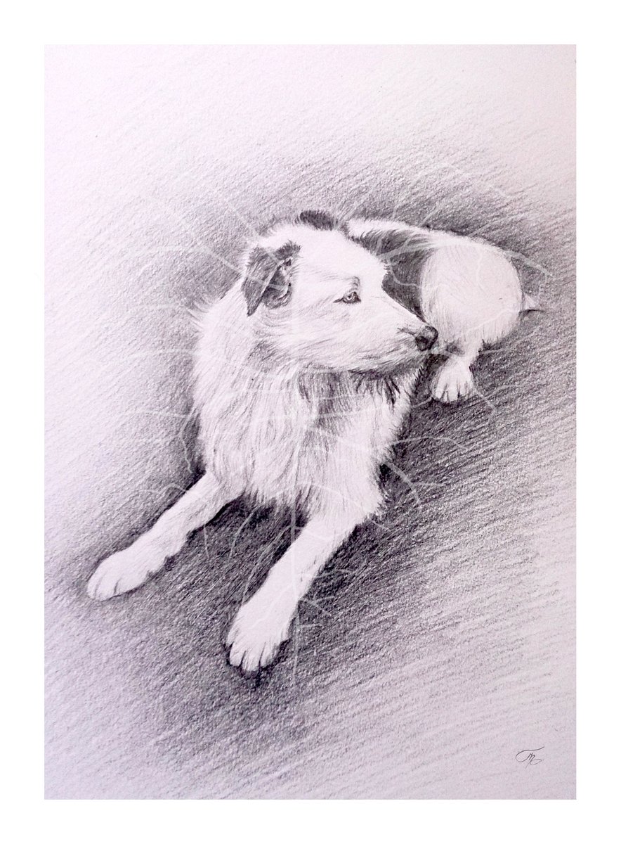 ArtaryDesign's tweet image. #petportrait #dogsoftwitter #dogs #art #BlackAndWhite