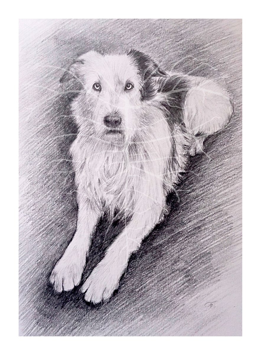 ArtaryDesign's tweet image. #petportrait #dogsoftwitter #dogs #art #BlackAndWhite