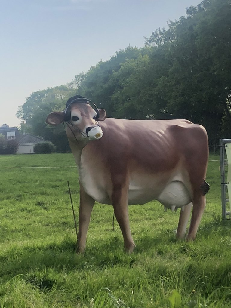 #cowvid-19