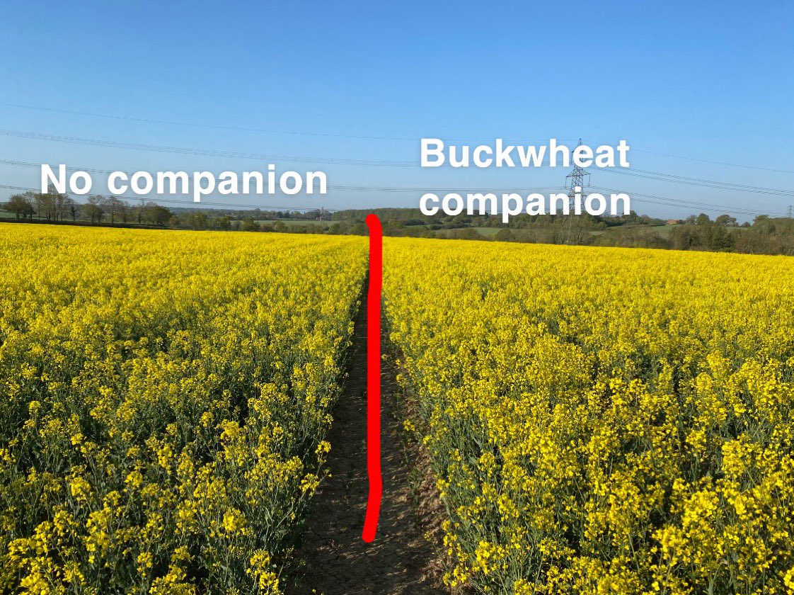 The buckwheat companion crop seems to have helped against flea beetle in our OSR crop this year. Photos taken 2nd October and today
