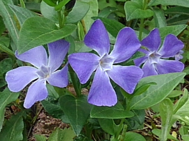 O Xrhsths スラム Sto Twitter 庭のツルムラサキの花です トリオバージョンであり 紫色の濃淡が良いなと思いました