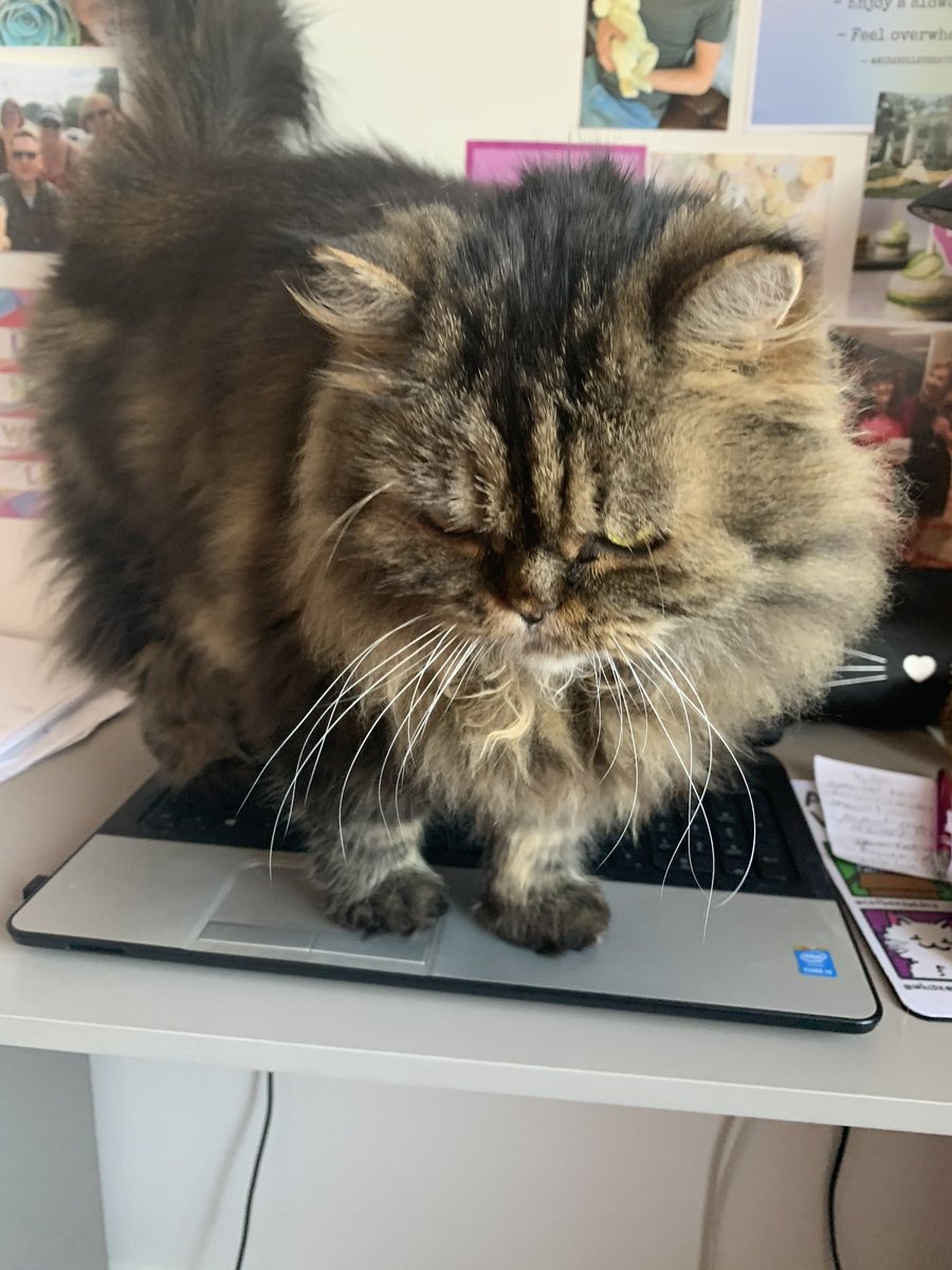 fluffybasil's tweet image. What’s first today mum? #workingkitty #whiskerswednesday @Cleo_sMommy @Tonithecat32 @nesjloch @Joeybird @BloomNight2 @Betty_Boo_Kat