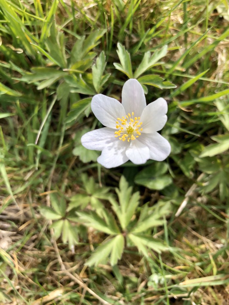 SaveGarthCoppice 🍃💚🍃 tweet media