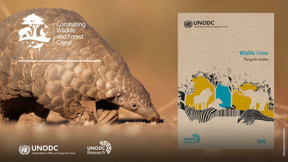 UNODC's tweet photo. On #EarthDay UNODC launches the 1st chapter of the #WildlifeCrime report focusing on #pangolin scales.
The most trafficked mammal in the world is said to be a possible intermediary for transmission of #COVID19 from animal to human
📢🆕📔https://t.co/3yKrkcjOVA 
#EndWildlifeCrime https://t.co/PGYK90OL8j