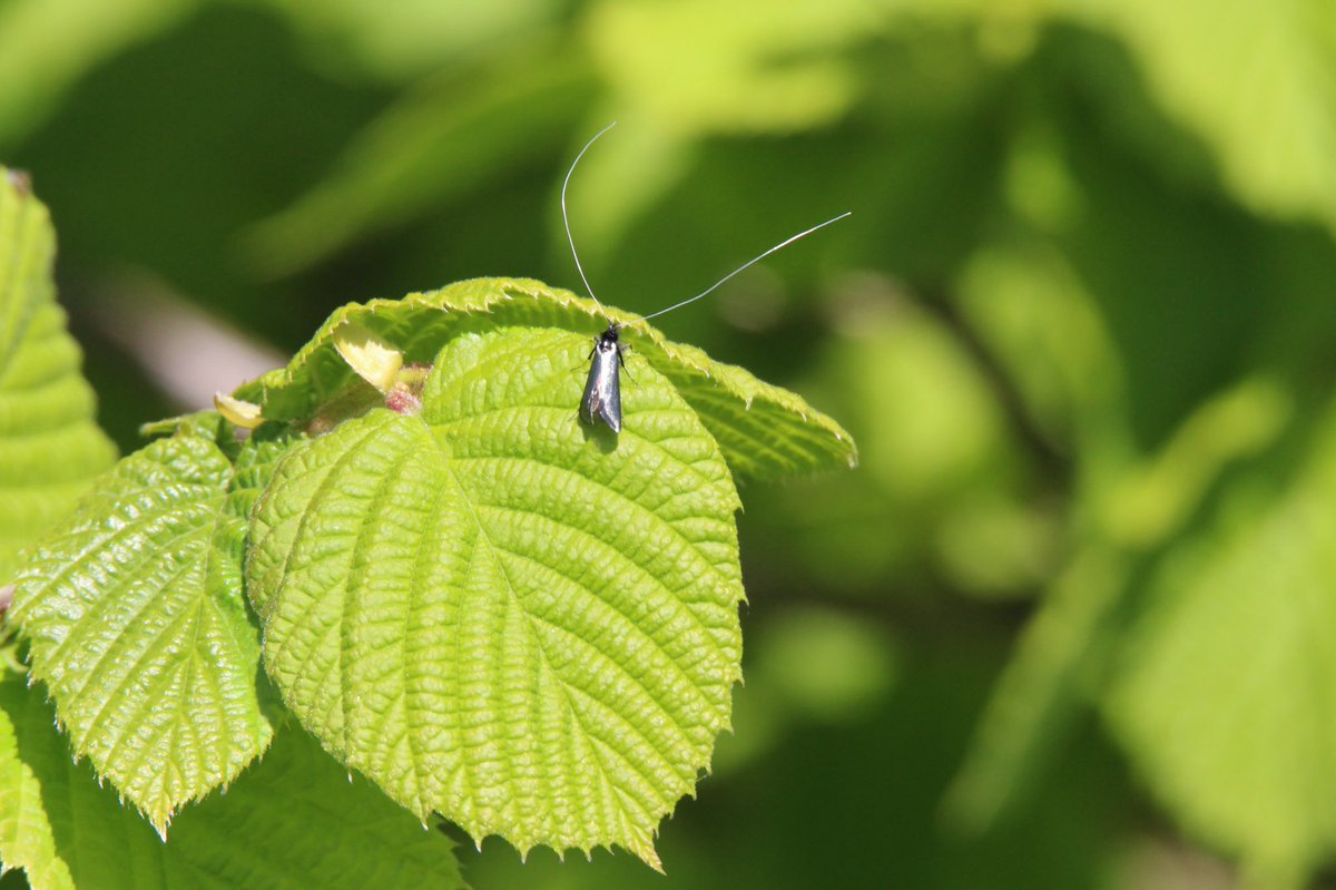 Day twenty nineBluebells Fairy Longhorn Moth  #GardenWildlife  #LockdownWildlife  #WildlifePhotography