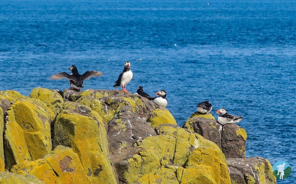 travelwithakilt's tweet image. Next requests - sunny day trips to Inchcolm Island and the Isle of May, both contenders for best days out from Central #Scotland! @ginareg3 @WORDIEBIRDIE13