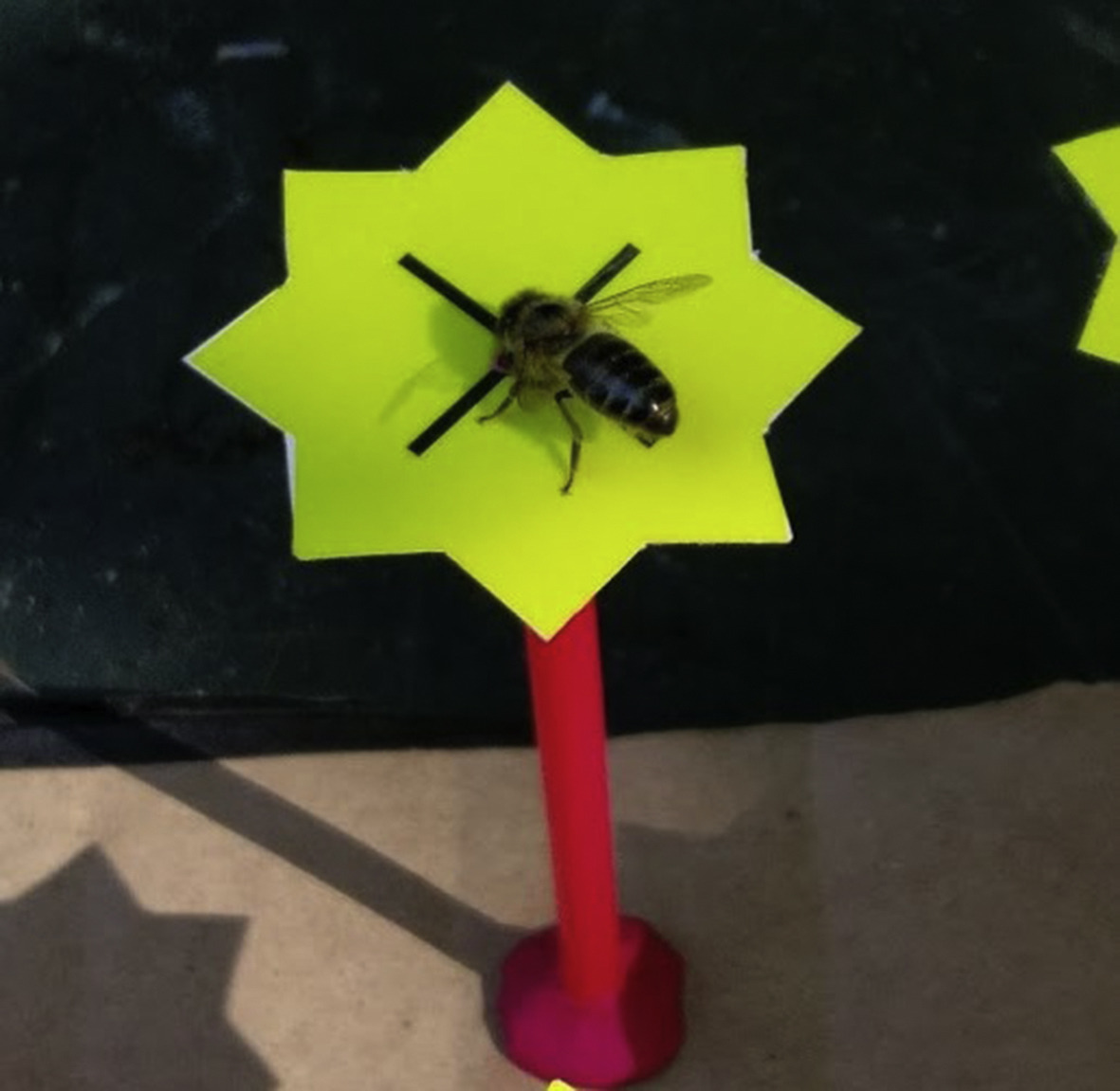 asab_org's tweet image. Animal Behaviour, Mar 2020 📰 G Hennessy, C Harris, @Conservation_CE , P Wright, E Jackson, @DaveGoulson &amp;amp; FFLW Ratnieks tested the effects of wind on honey bee worker foraging behaviour &amp;amp; found that foraging rate decreased in higher wind speeds sciencedirect.com/science/articl…