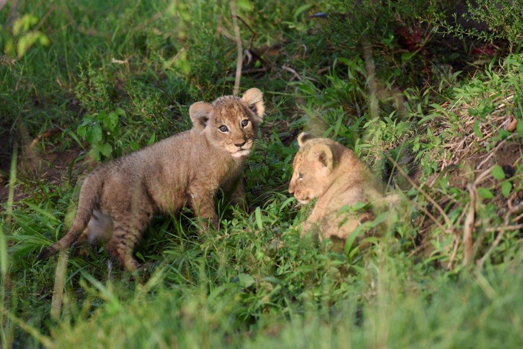 safariuk's tweet photo. On the 50th anniversary of Earth Day, let’s remember the African proverb that says “We did not inherit the earth from our ancestors, we are borrowing it from our children” 
Photo: Bob Peeler

#earthday #safariconsultants #futuregeneration #protectwildlife #conservation https://t.co/M8Vx1GQMRt