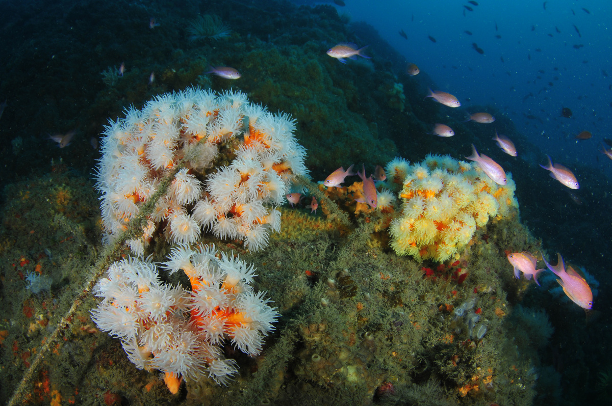  #Corals are long-lived sealife on which some fish depend for shelter, spawning and breeding, They are not able to recover easily from the physical impact of continuous fishing pressure  #MedFish4Ever  #VMEs  #EarthDay  