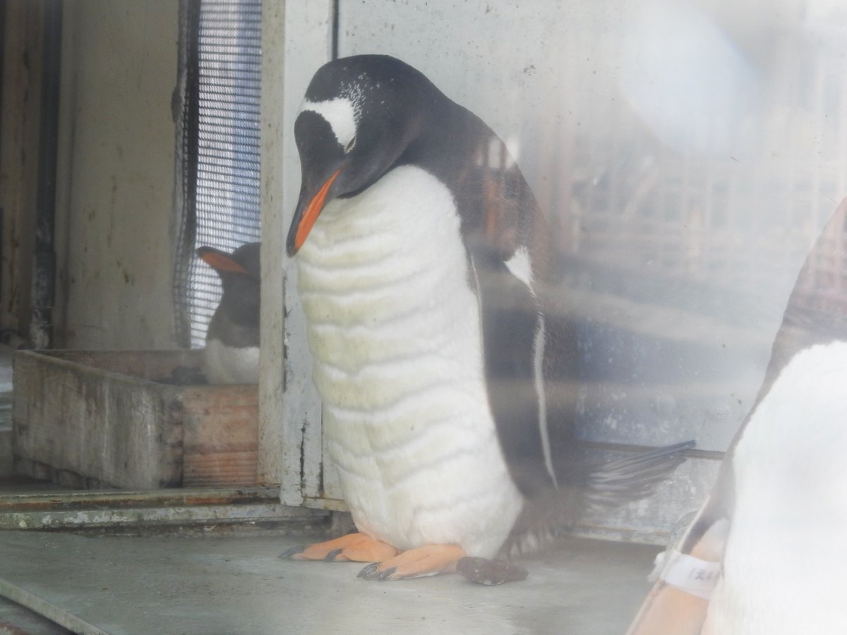 仕上がったペンギンの肉体美が話題に 屈強な体も哀愁漂う表情 年4月24日掲載 ライブドアニュース