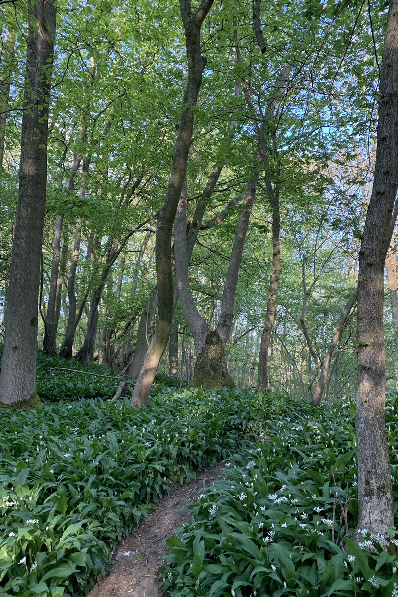 This morning we have an orchid, lady’s smock, wild garlic coming into flower and, in the tweet below, an endless loop of rippling water #SelfIsolation #WoodlandWalks #Woodland #EarlyPurpleOrchid #LadysSmock #WildGarlic