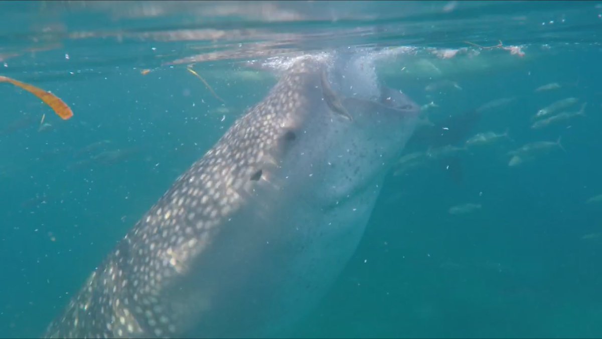 sammurphy95's tweet photo. Happy International Earth Day. Today I’ll remember all the beautiful creatures this world has to offer. Let’s continue to protect them. #EarthDay https://t.co/spCiZpr6ra