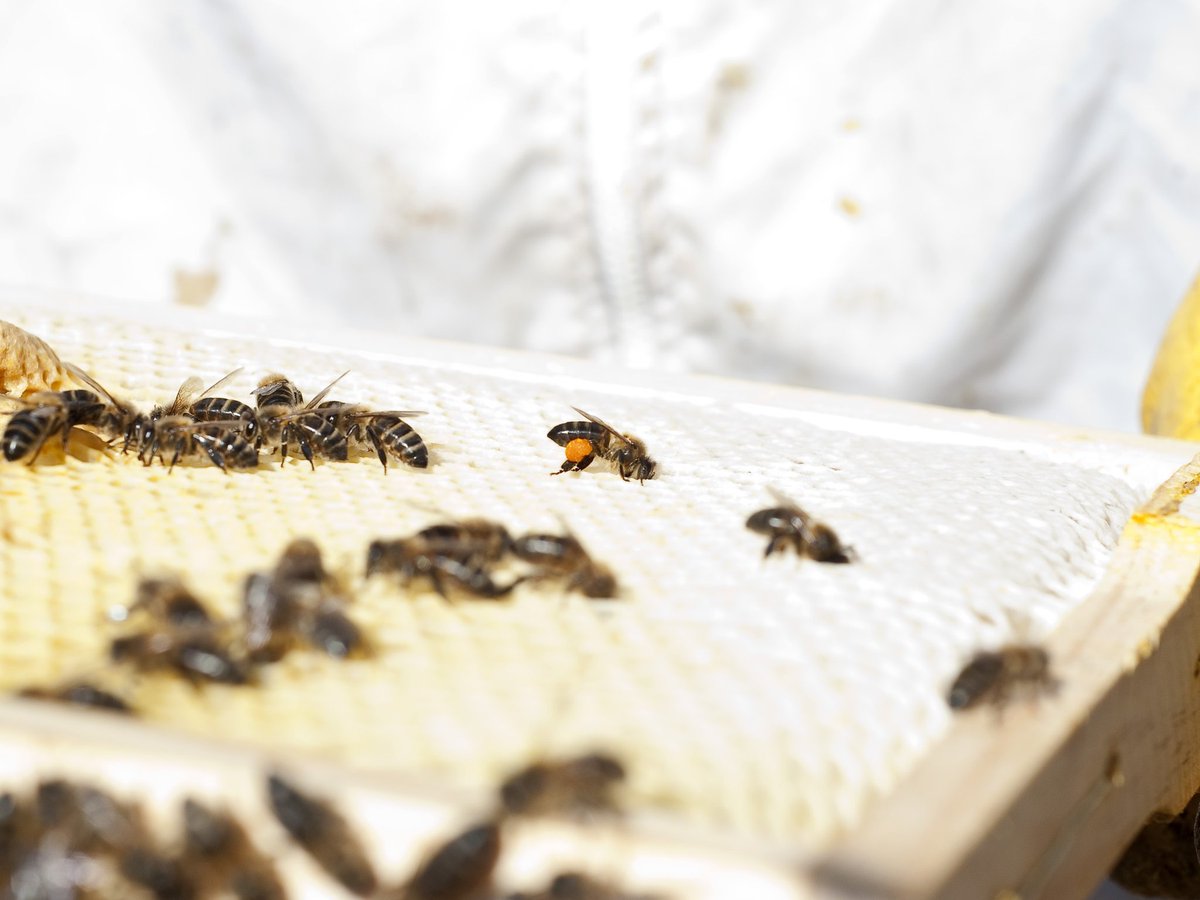 ¡Qué importante es la #polinización! #DiaDeLaTierra #DiaMundialDeLaTierra 
instagram.com/p/B_R9AEKKs3n/…