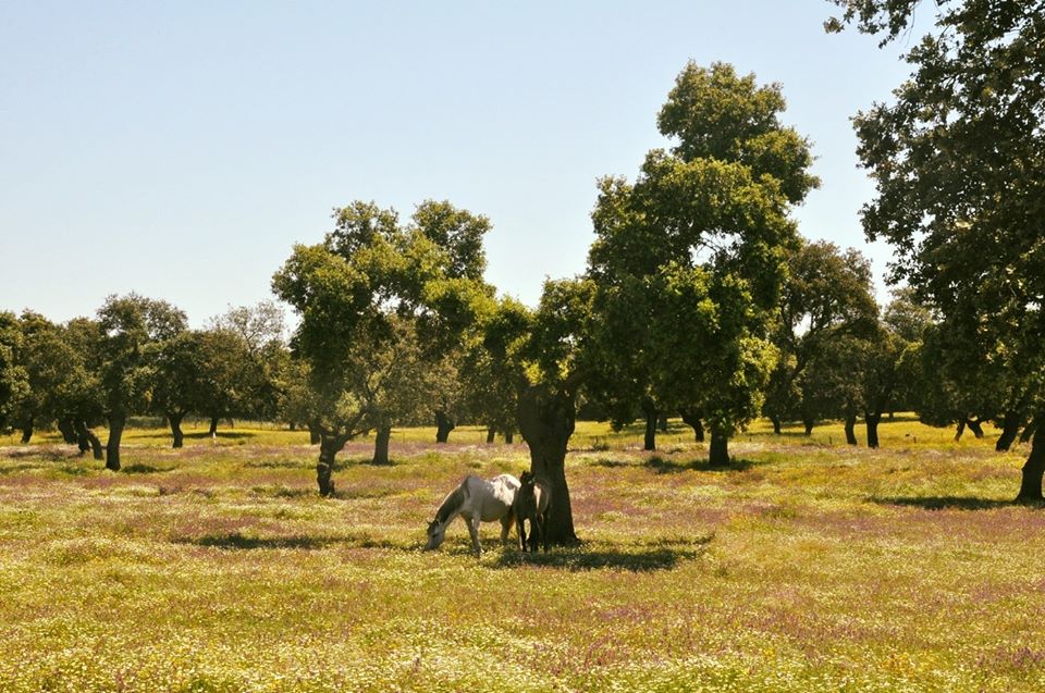 🌎Hoy es el Día Internacional de la Madre Tierra💚
🤲🏻#Responsabilidad y #Sostenibilidad.
🌳La #dehesa es nuestro hogar y la herencia que dejaremos a nuestros hijos.
✅Está en nuestras manos la vida de este gran paraíso natural.
#LosPedroches #Cordoba #DiaDeLaTierra